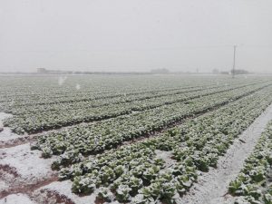 Frozen lettuce fields
