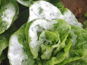 Frozen lettuce